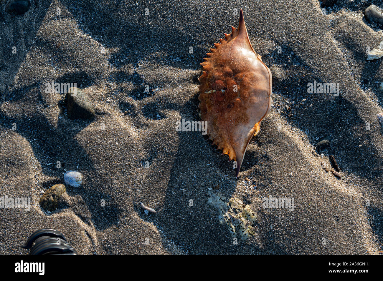 Hintergrund von Sand, Steine und Muscheln am Strand. Stockfoto