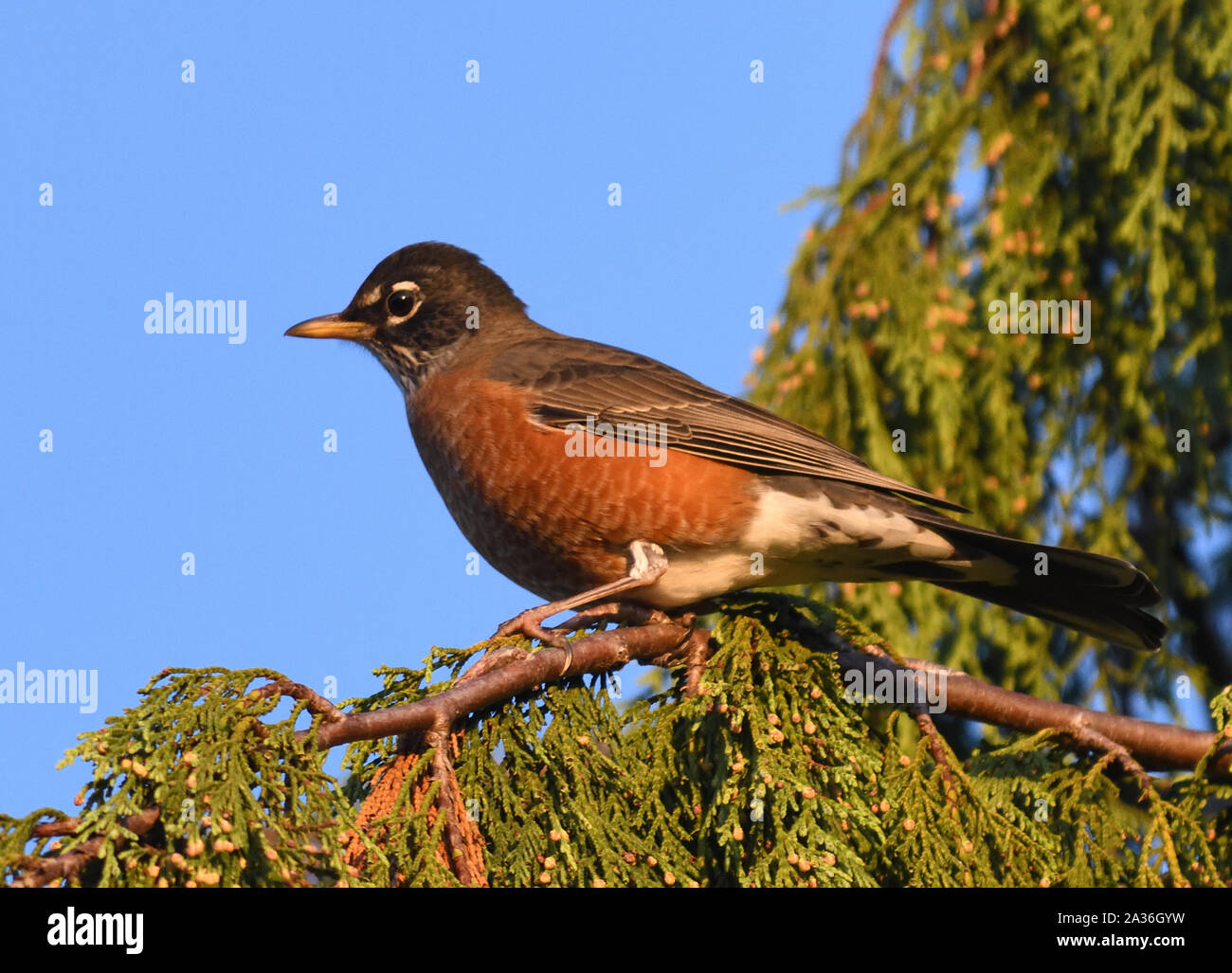 Ein amerikanischer Robin (Turdus migratorius) in einem Nadelbaum. Devonian Harbour Park, Vancouver, British Columbia, Kanada Stockfoto