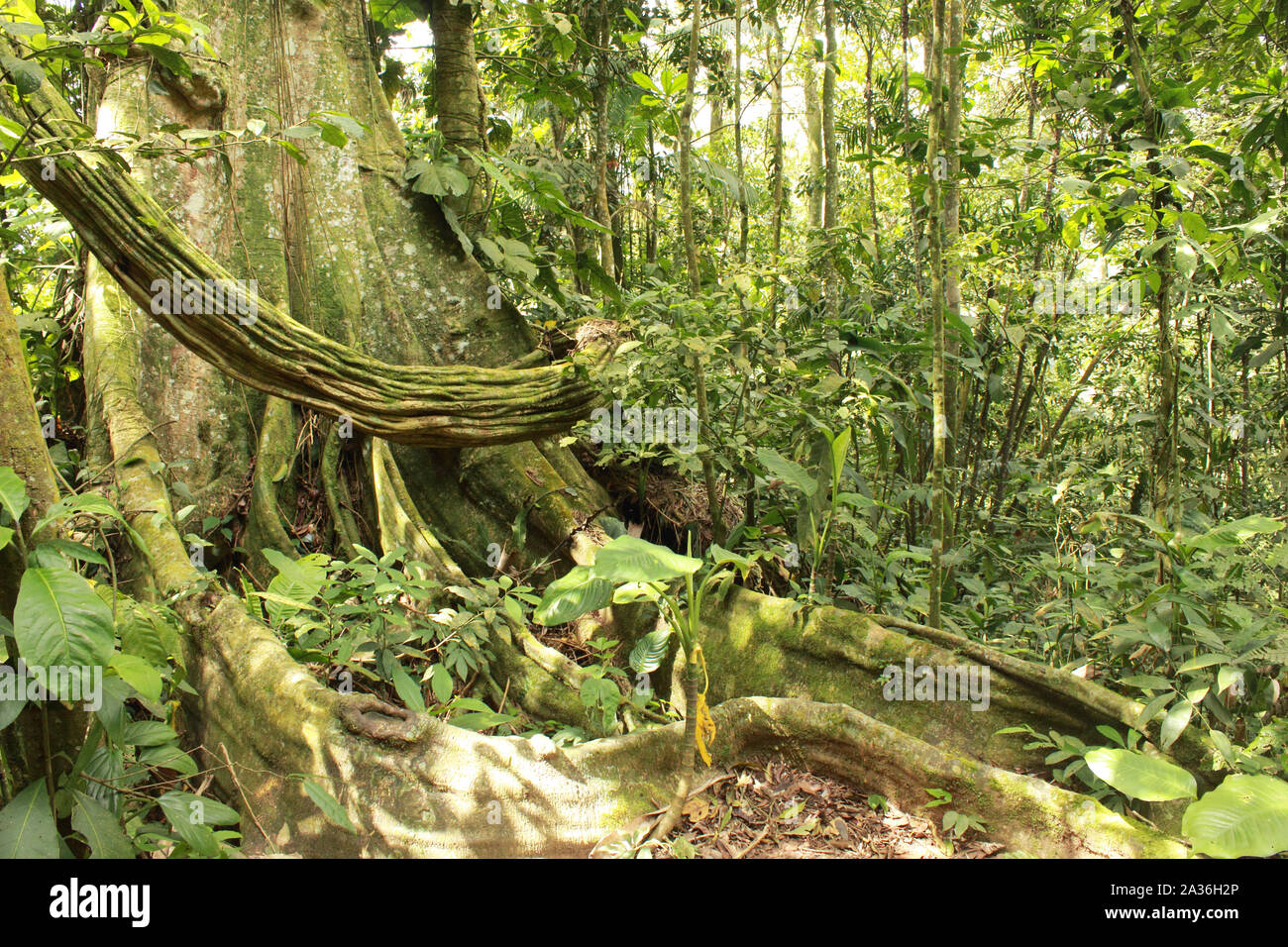 Blick auf die tropischen Dschungel mit höchste Baum und untermauert Wurzeln in der Henri Pittier Nationalpark Venezuela Gyranthera caribensis Pittier Stockfoto