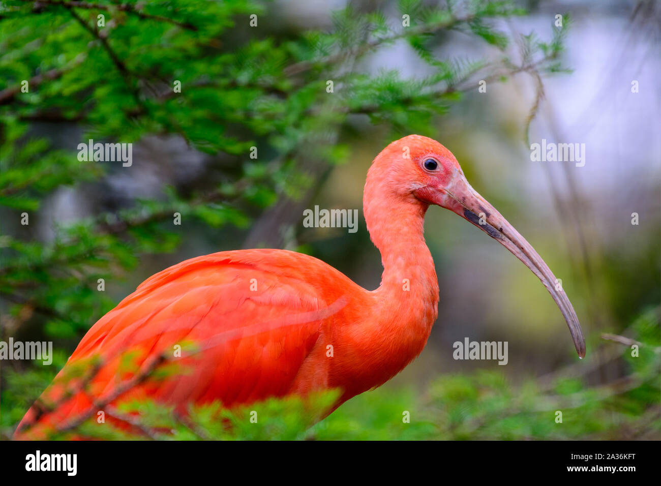 Scarlet ibis (Eudocimus ruber) in einem Baum gehockt Stockfoto