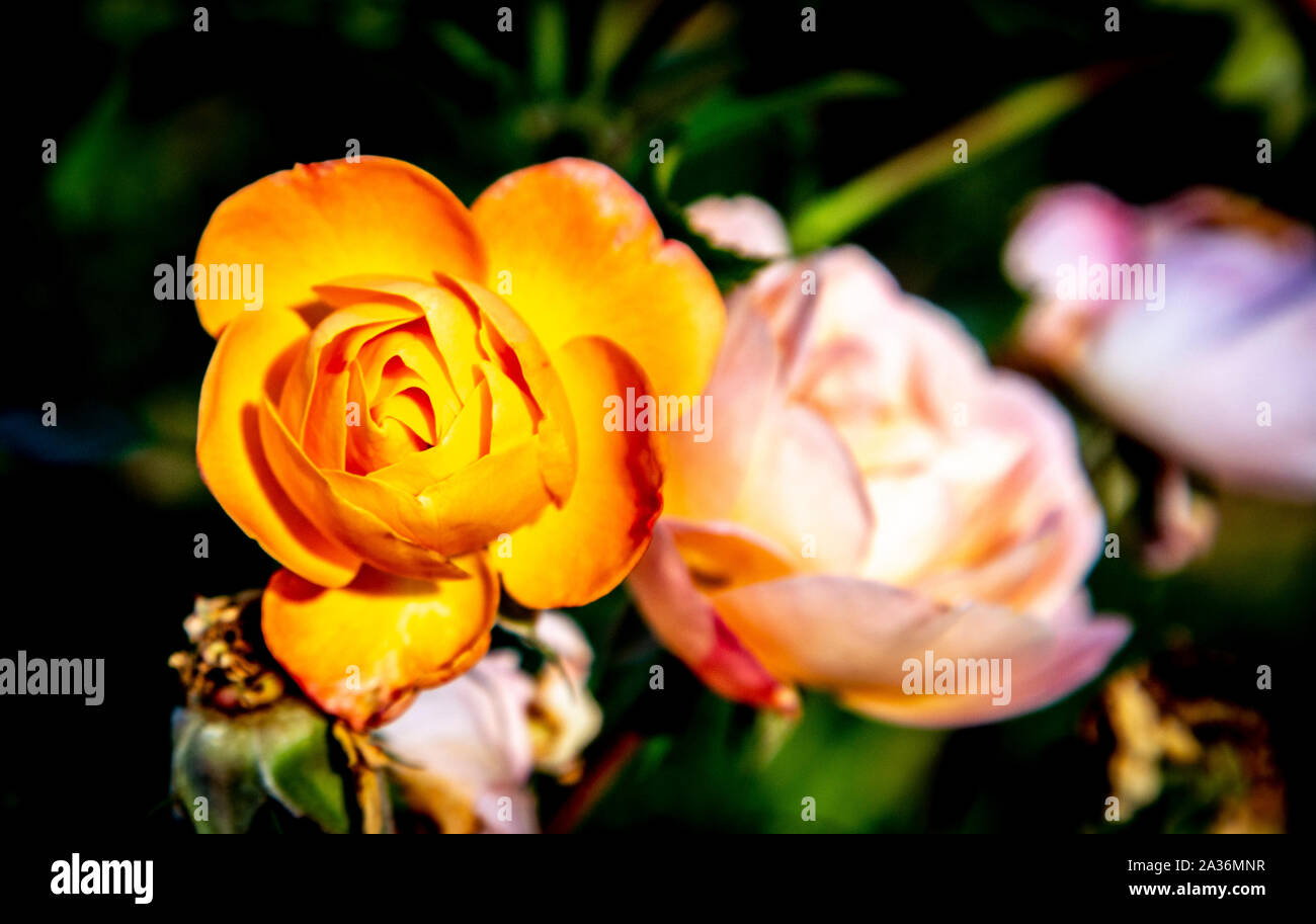 Orangefarbenes Licht Stockfoto