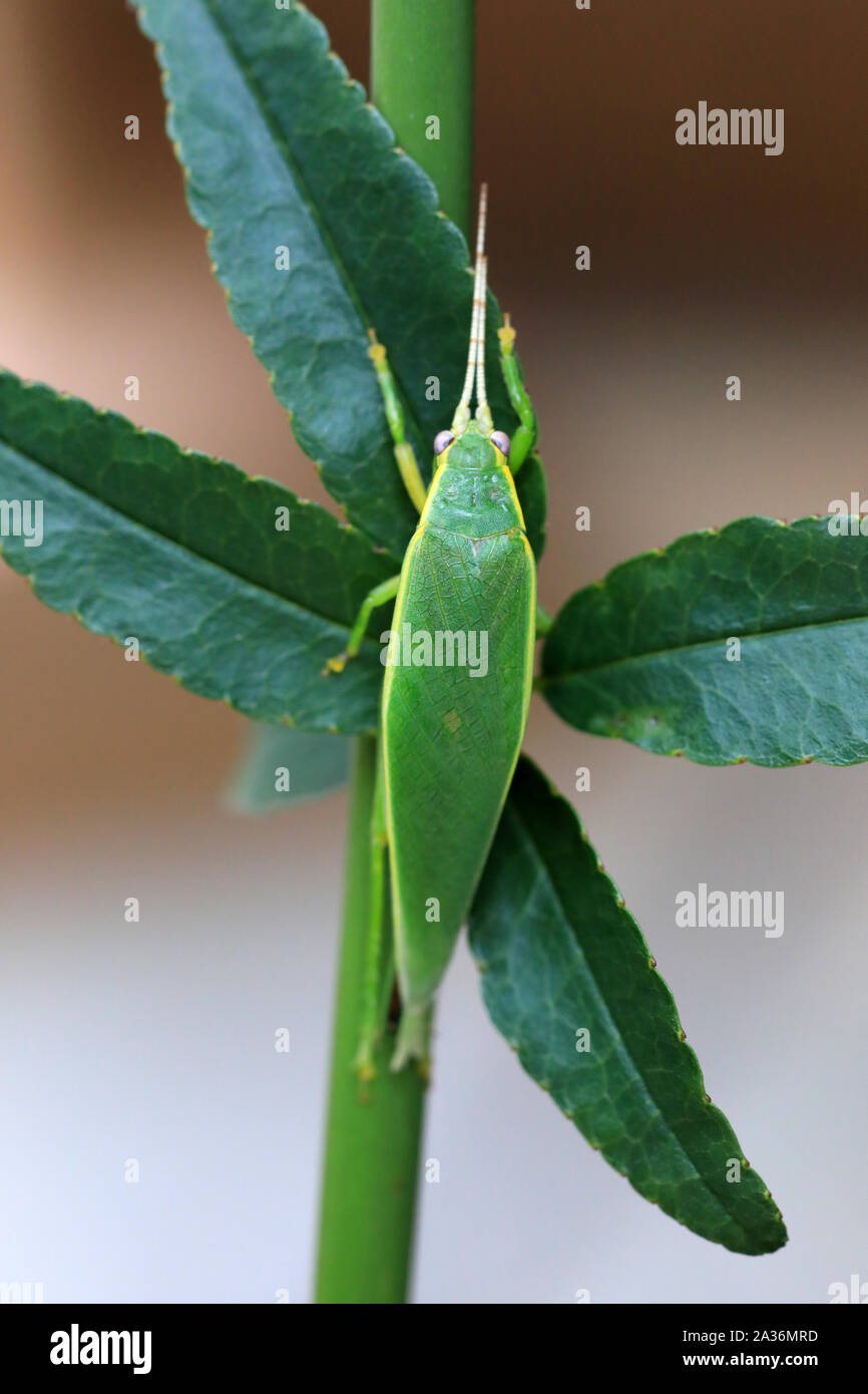 Green Tree Cricket (Truljalia hibinonis) in Japan Stockfoto