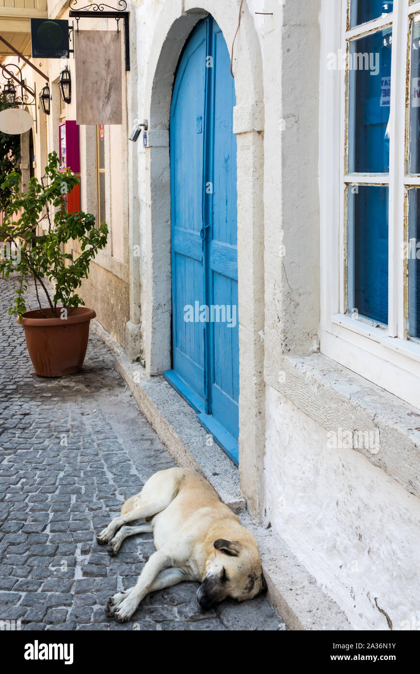 Hund schläft auf einer gepflasterten Straße, Alacati, Izmir, Türkei Stockfoto
