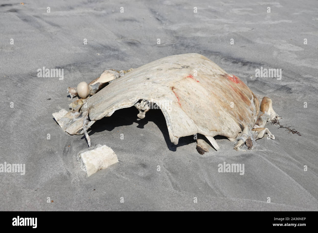 Schildkrötenkaracke an einem Strand Stockfoto