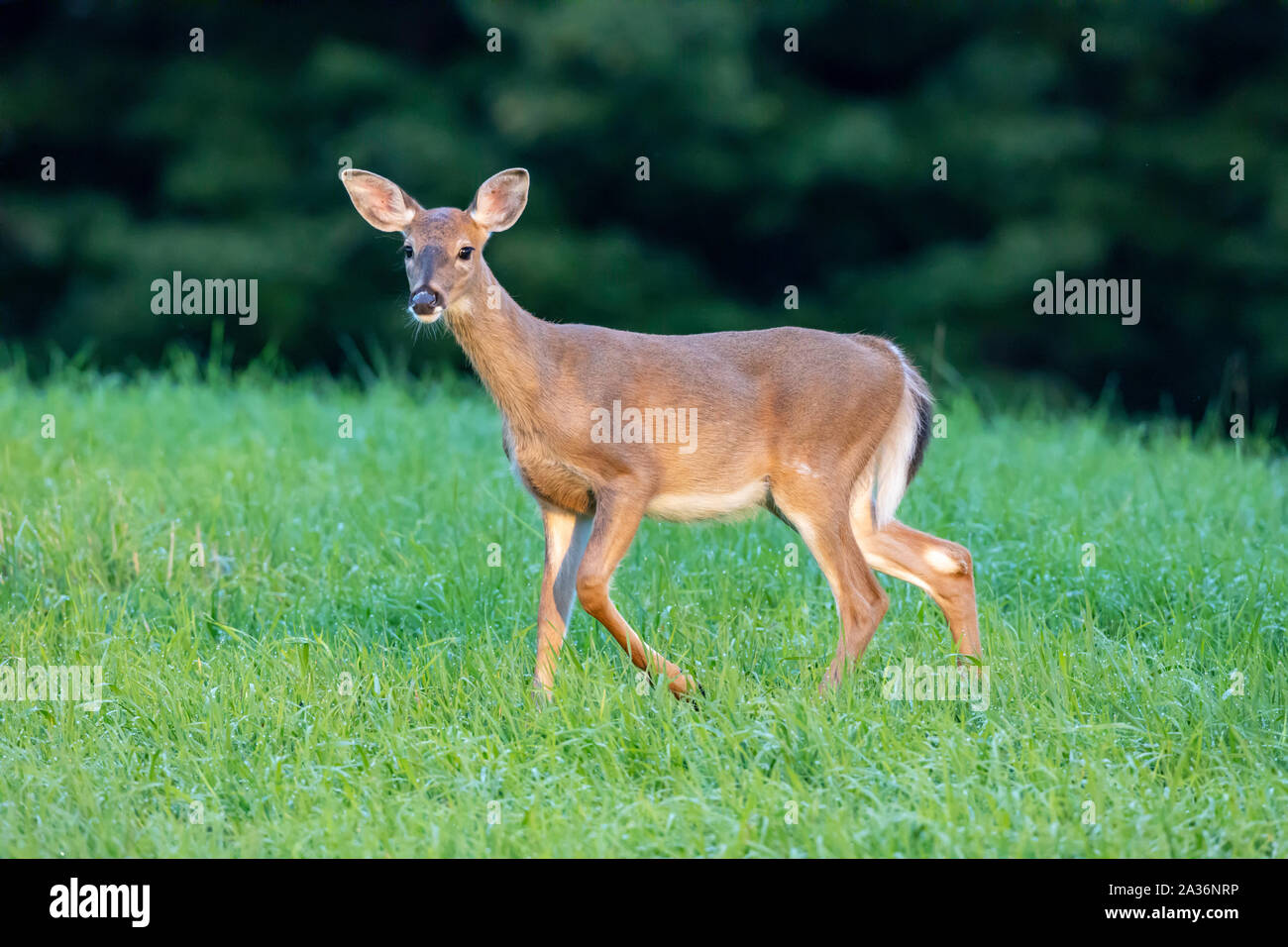 Weißen Schweif Hirsch Stockfoto