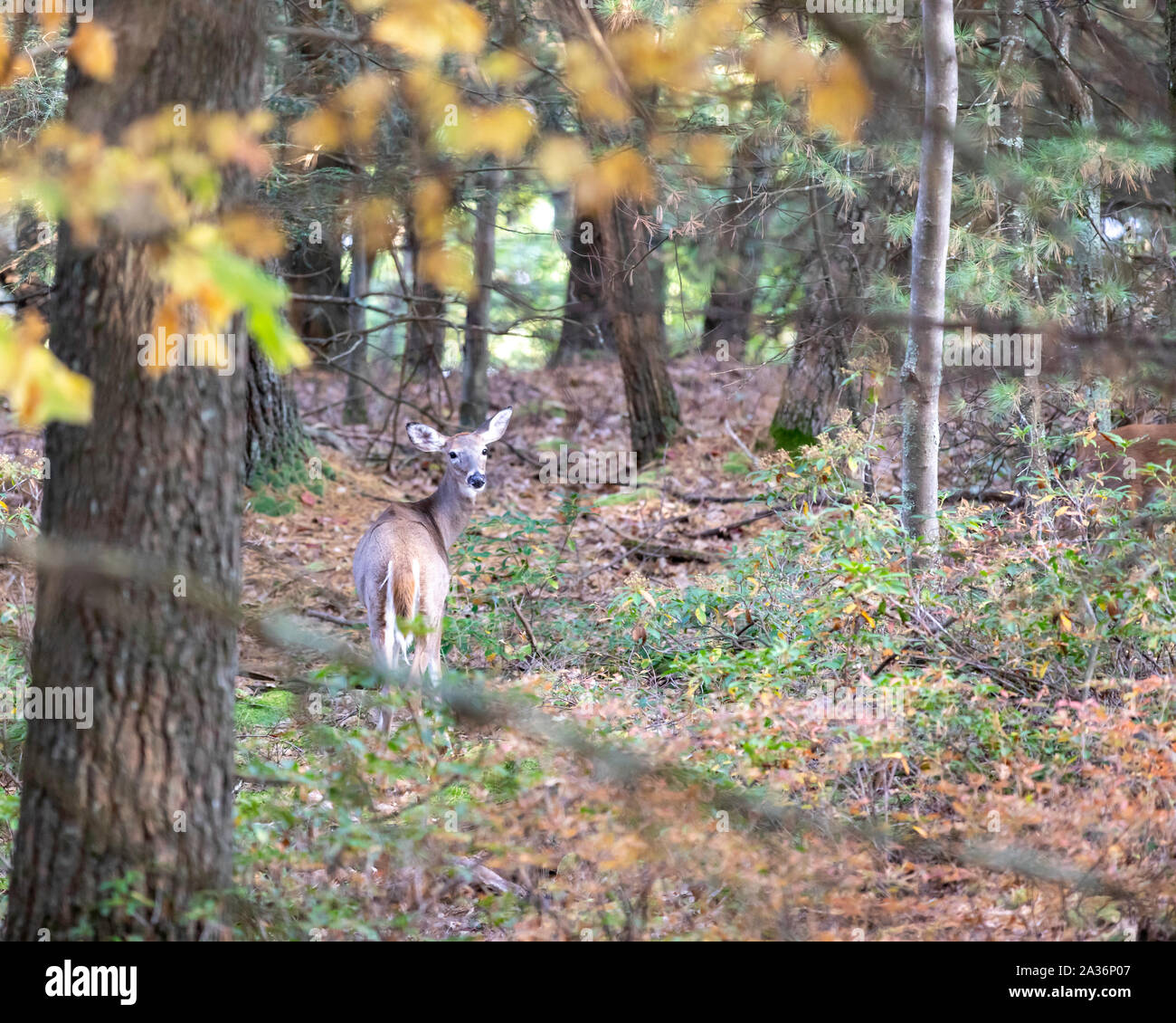 Weißen Schweif Hirsch Stockfoto