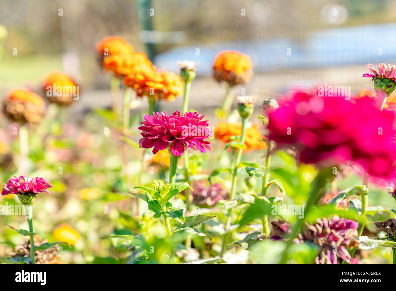 Schöne Zinnia Blumen in Warwick, New York. Stockfoto
