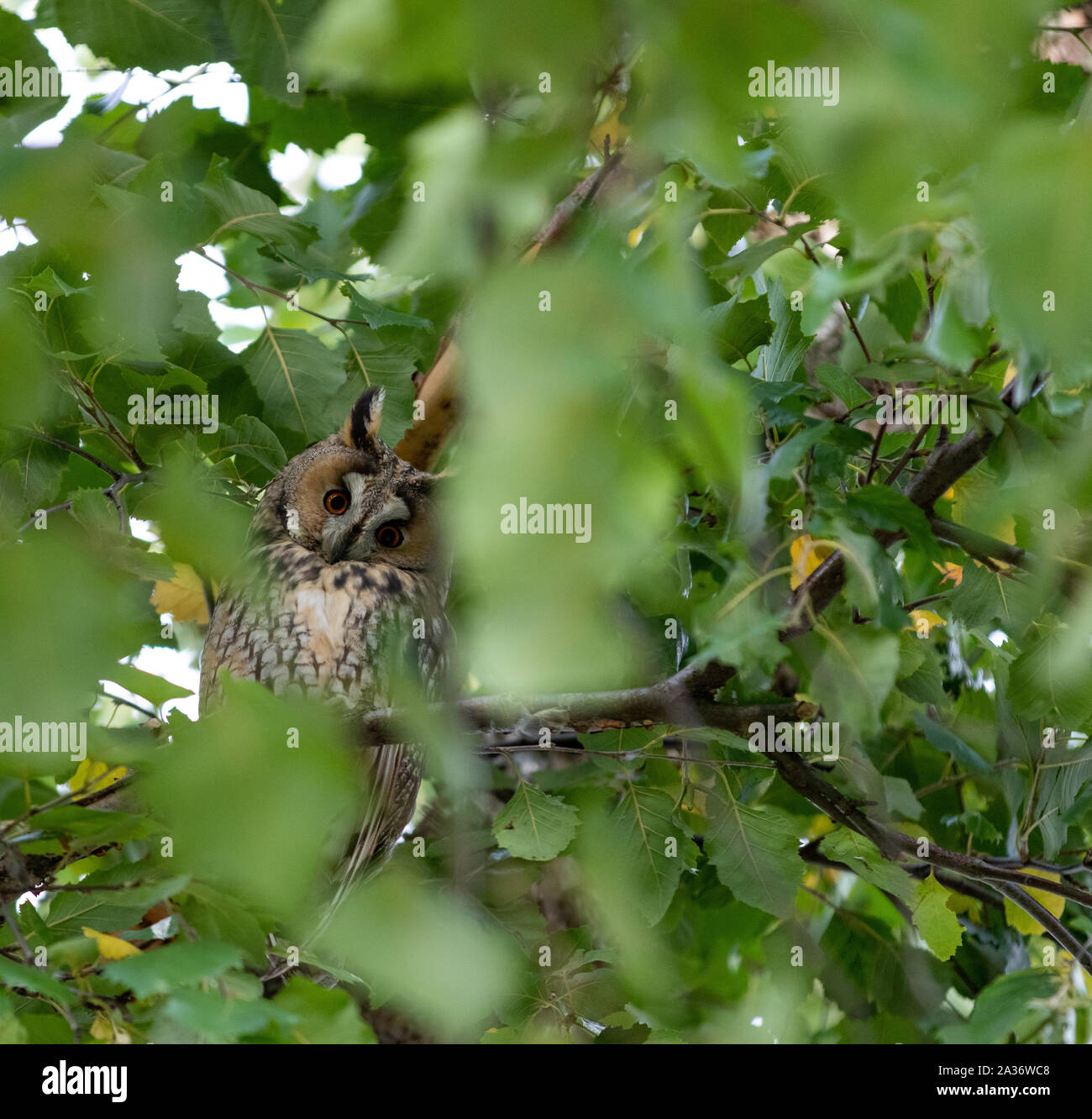 Lange eared Eule auf Ast Stockfoto