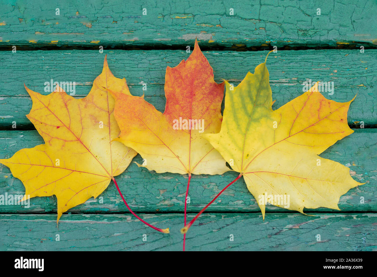 Bunten Ahornblätter auf einem grünen Holzbank im Park. Stockfoto