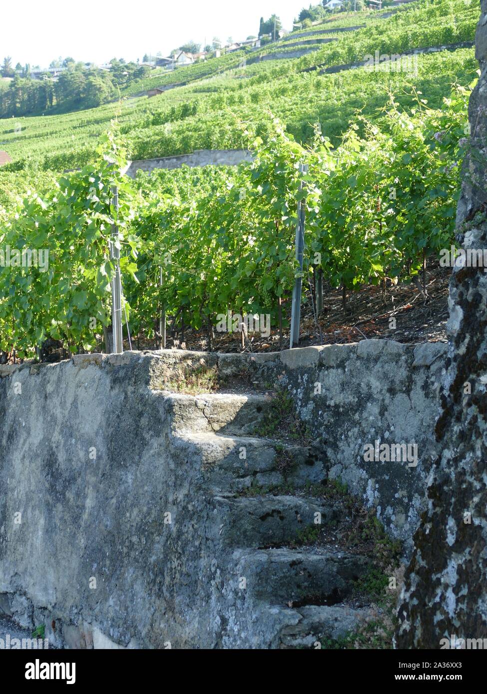 Schritte hin zu einem Weinberg Stockfoto