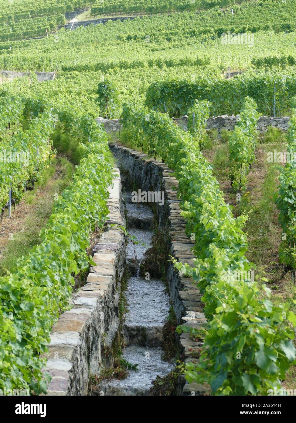 Bewässerungskanal in einem Weinberg in der Schweiz Stockfoto