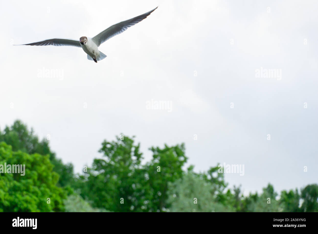 Möwe im Flug mit voller Flügel über blauen Himmel überspannte Stockfoto