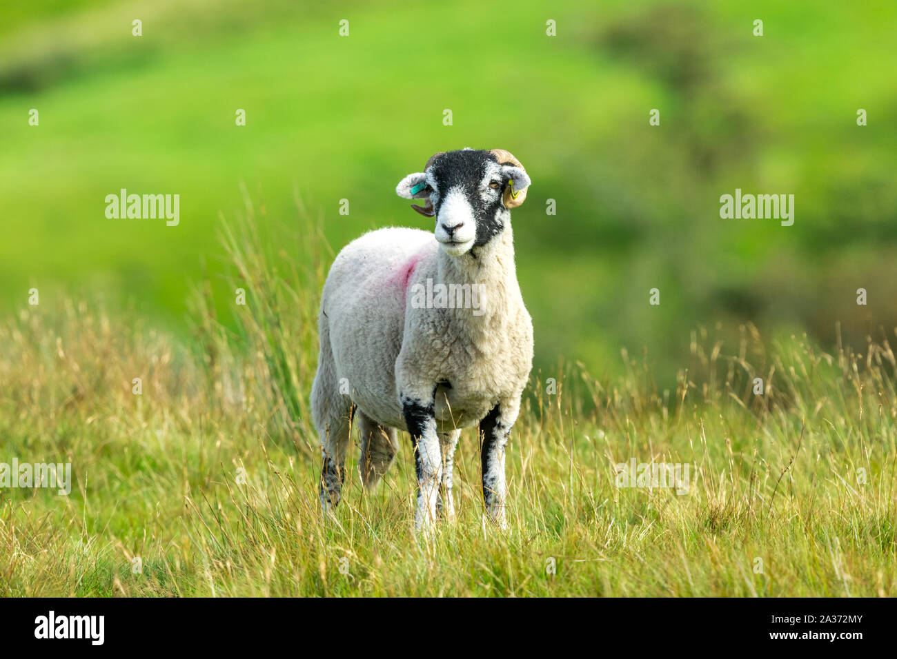 Swaledale Ewe, weibliche Schafe, mit geschweiften Hörner im Herbst, im Moor Lebensraum stand. Nach vorne zeigt. Close Up. Unscharfe, sauber Hintergrund. Landschaft Stockfoto