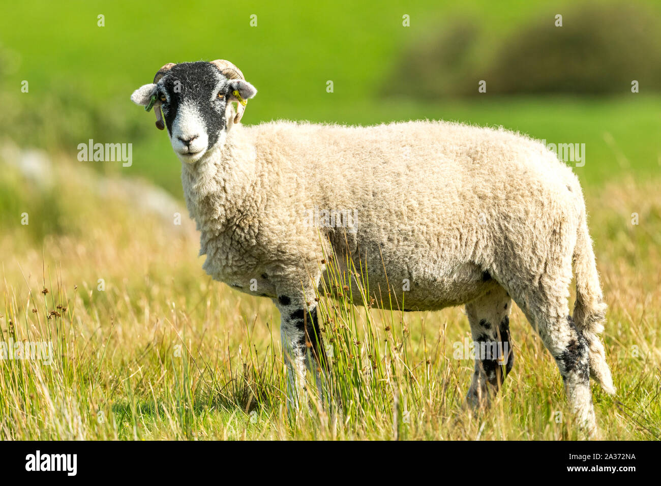 Swaledale Ewe, weibliche Schafe, mit geschweiften Hörner im Herbst, im Moor Lebensraum stand. Nach links. Close Up. Unscharfe, sauber Hintergrund. Landschaft Stockfoto