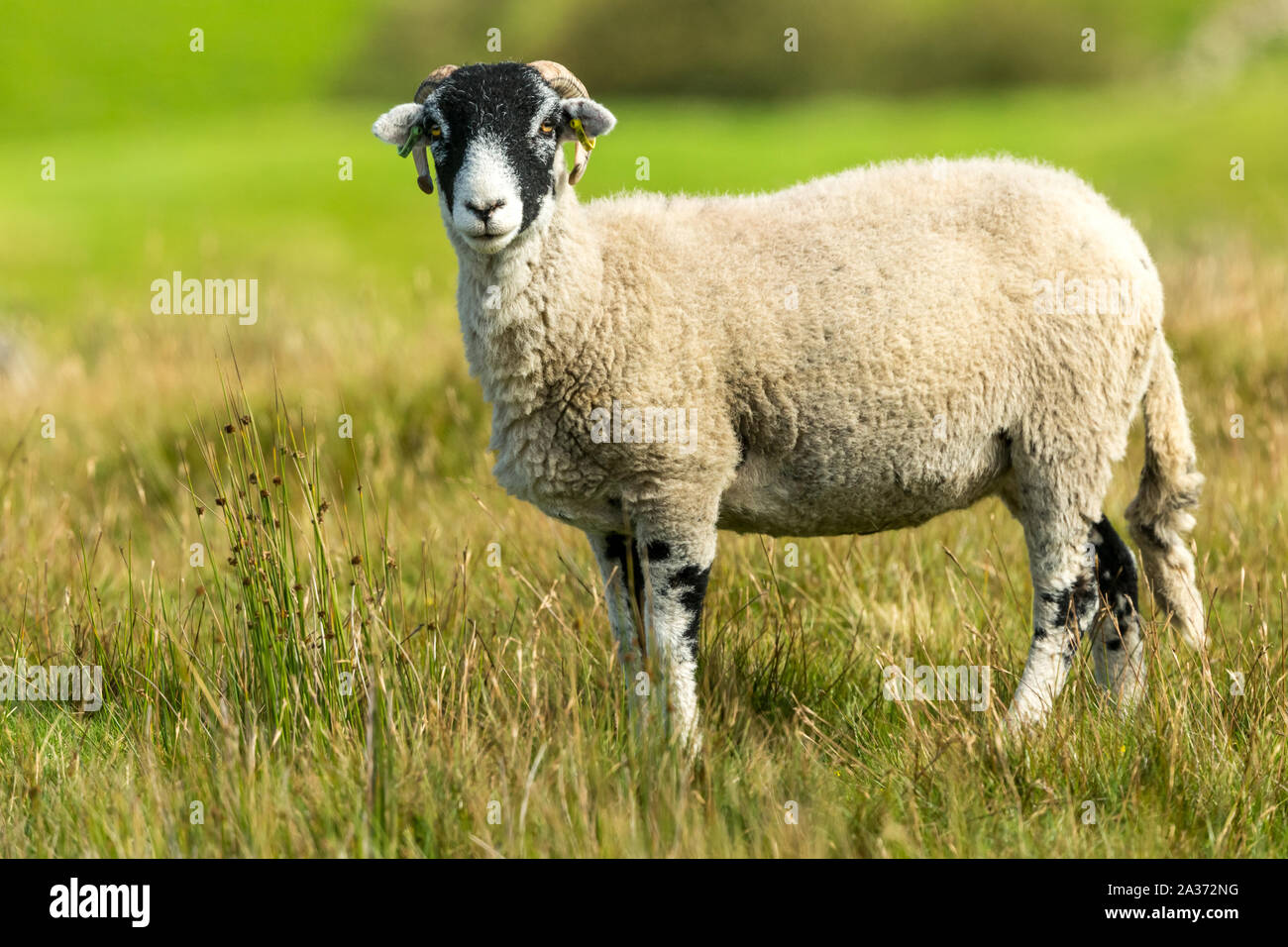 Swaledale Ewe, weibliche Schafe, mit geschweiften Hörner im Herbst, im Moor Lebensraum stand. Nach links. Close Up. Unscharfe, sauber Hintergrund. Landschaft Stockfoto