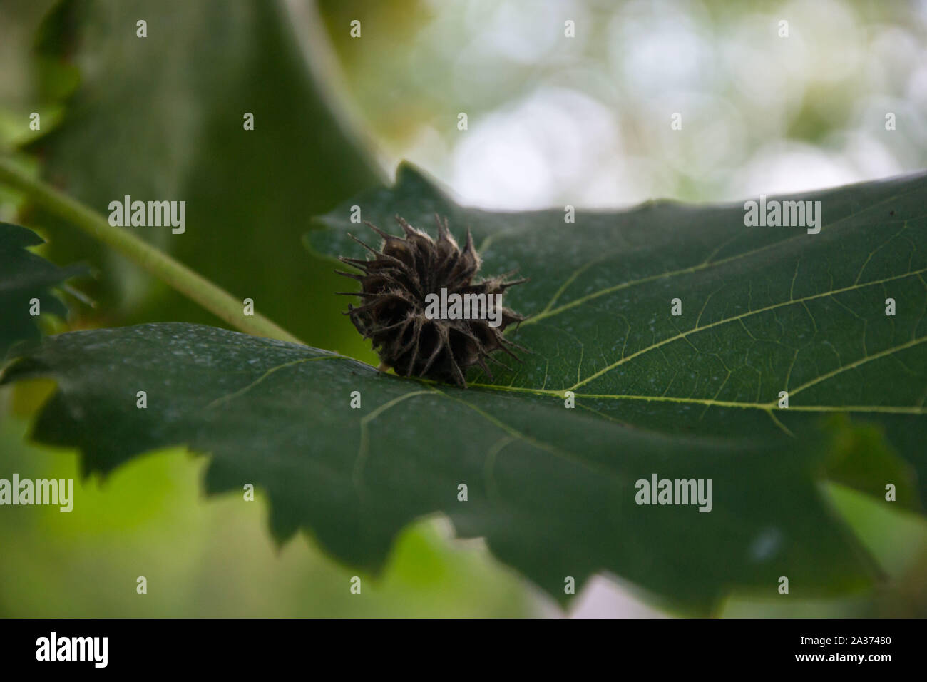 Trockene thorn Blume in der Natur, trocknen Samenköpfe mit grünen Blättern, Herbst Szene in der Natur Stockfoto