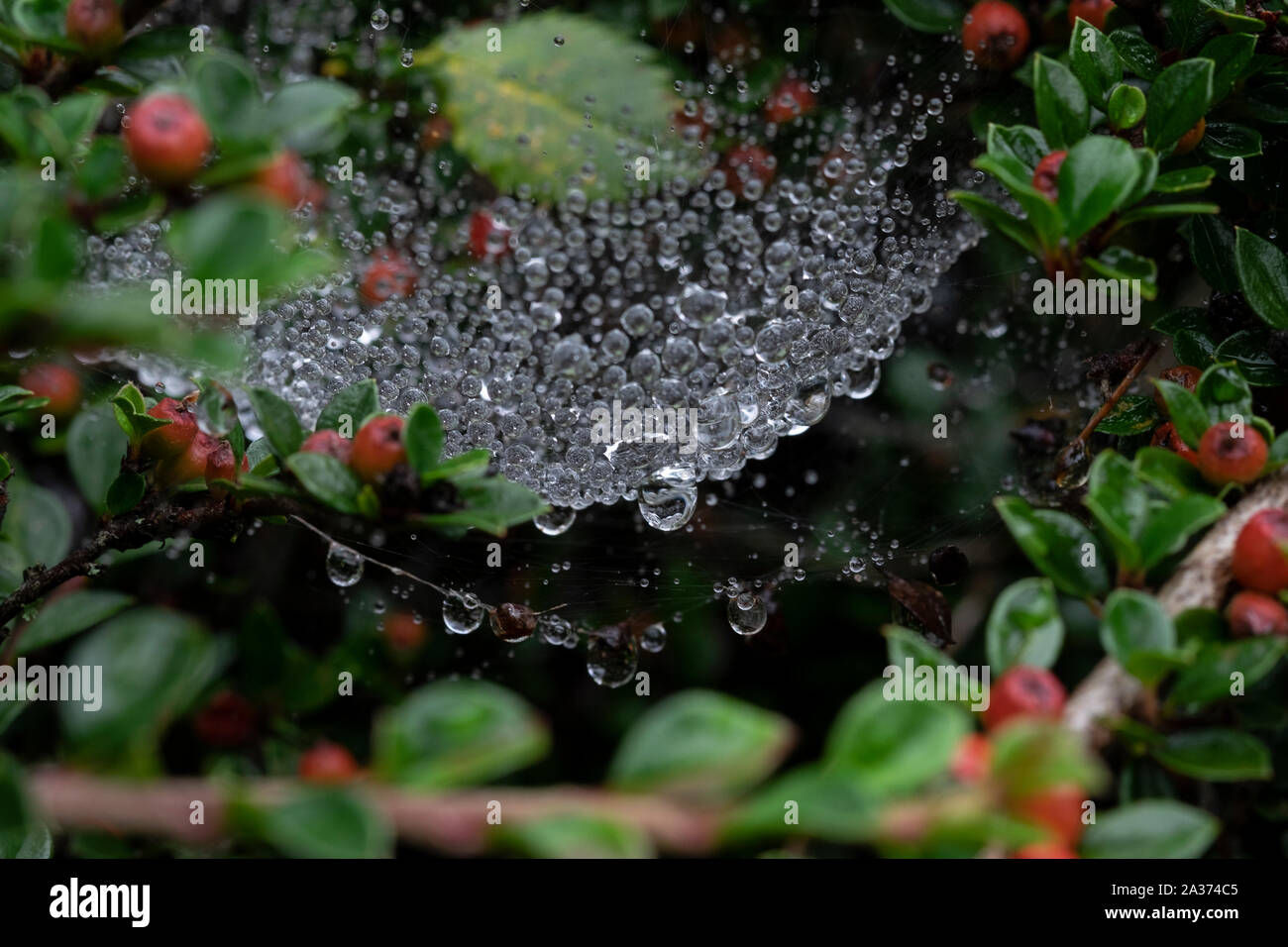 Wassertropfen auf Spinnennetz Stockfoto