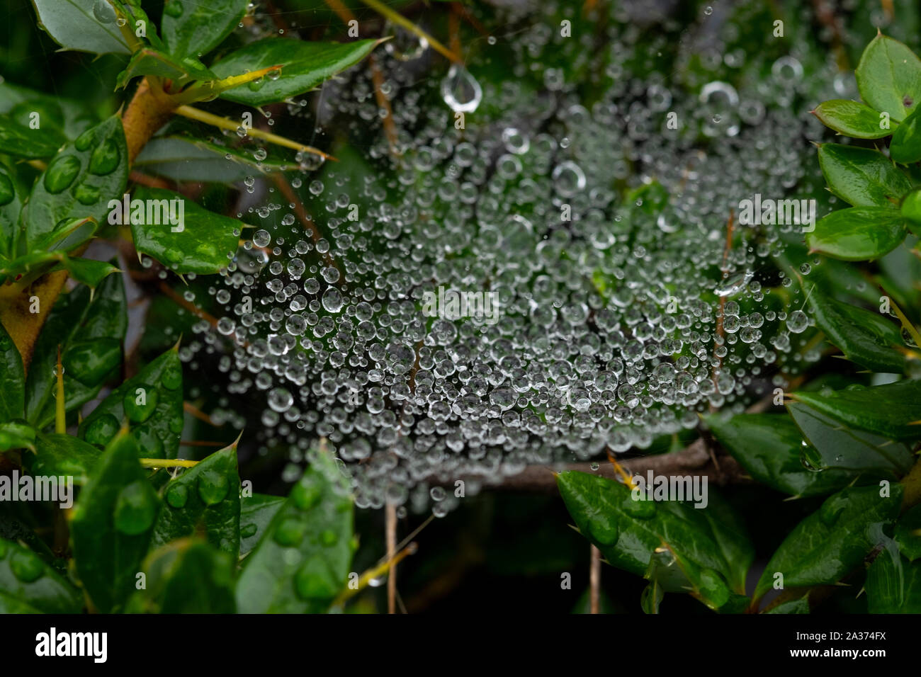 Wassertropfen auf Spinnennetz Stockfoto