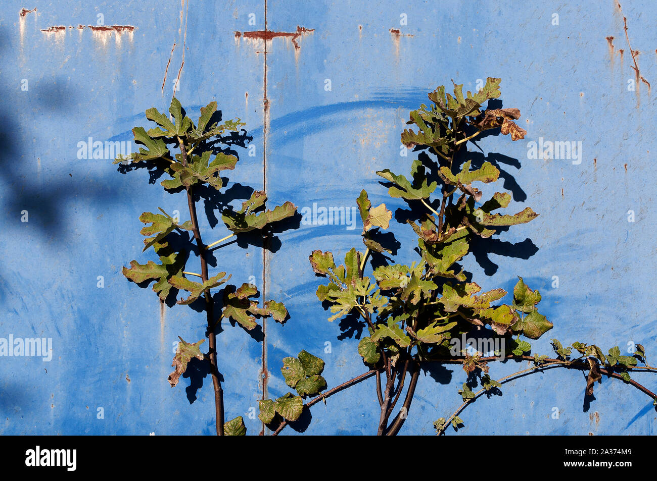 Wenn der Wind weht, die Blätter dieser Pflanze streifen lassen gegen die Wand eines alten Container Stockfoto