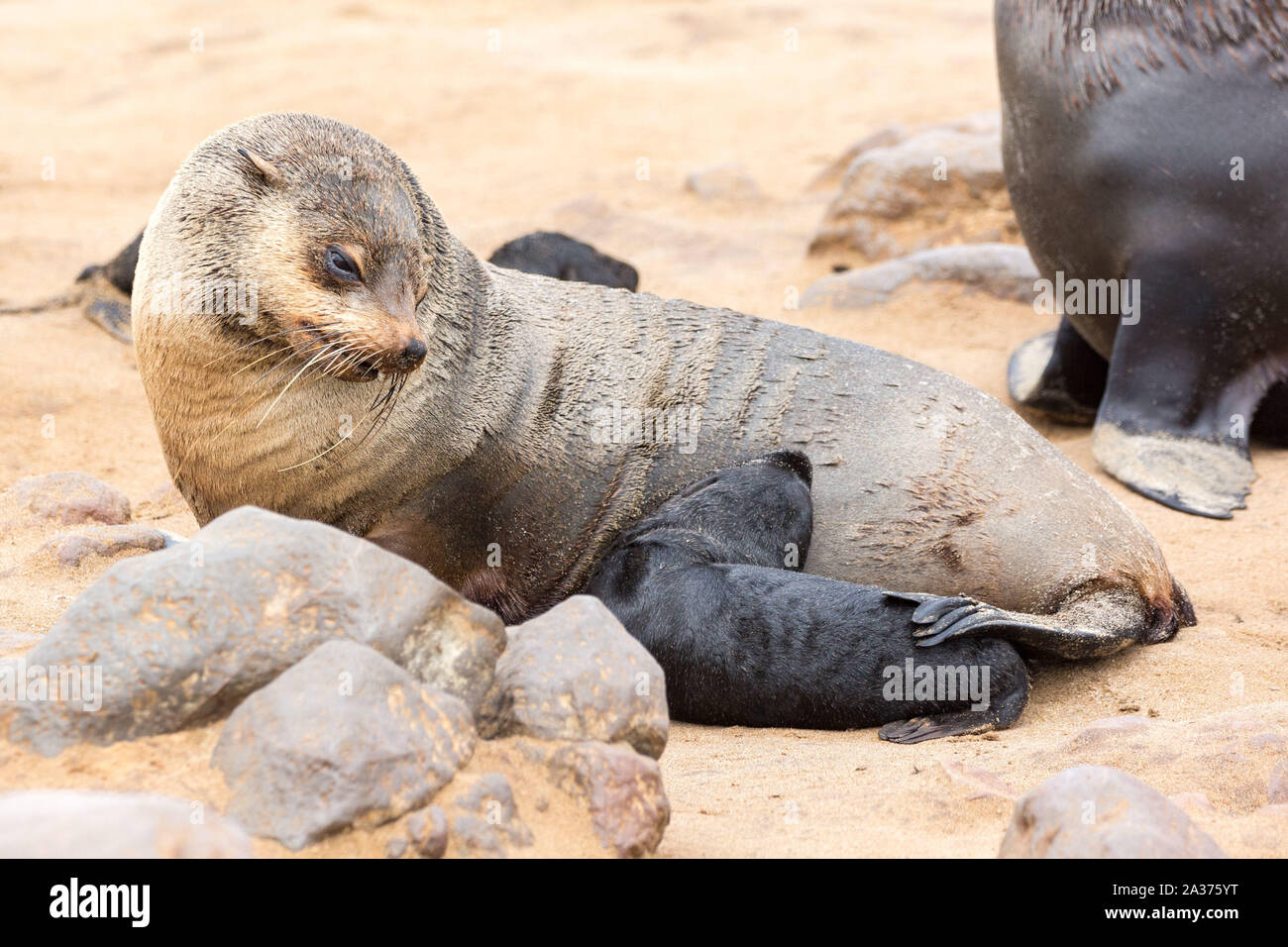 South African fur Seal Frau mit ihrem Baby an Kreuzkap, Namibia, Afrika Stockfoto