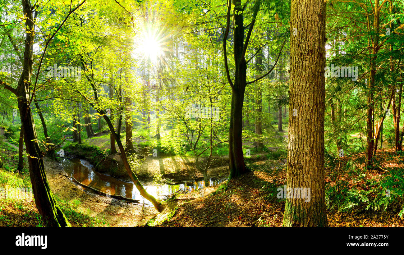 Wald Landschaft im Herbst mit Bach und Sonne Stockfoto