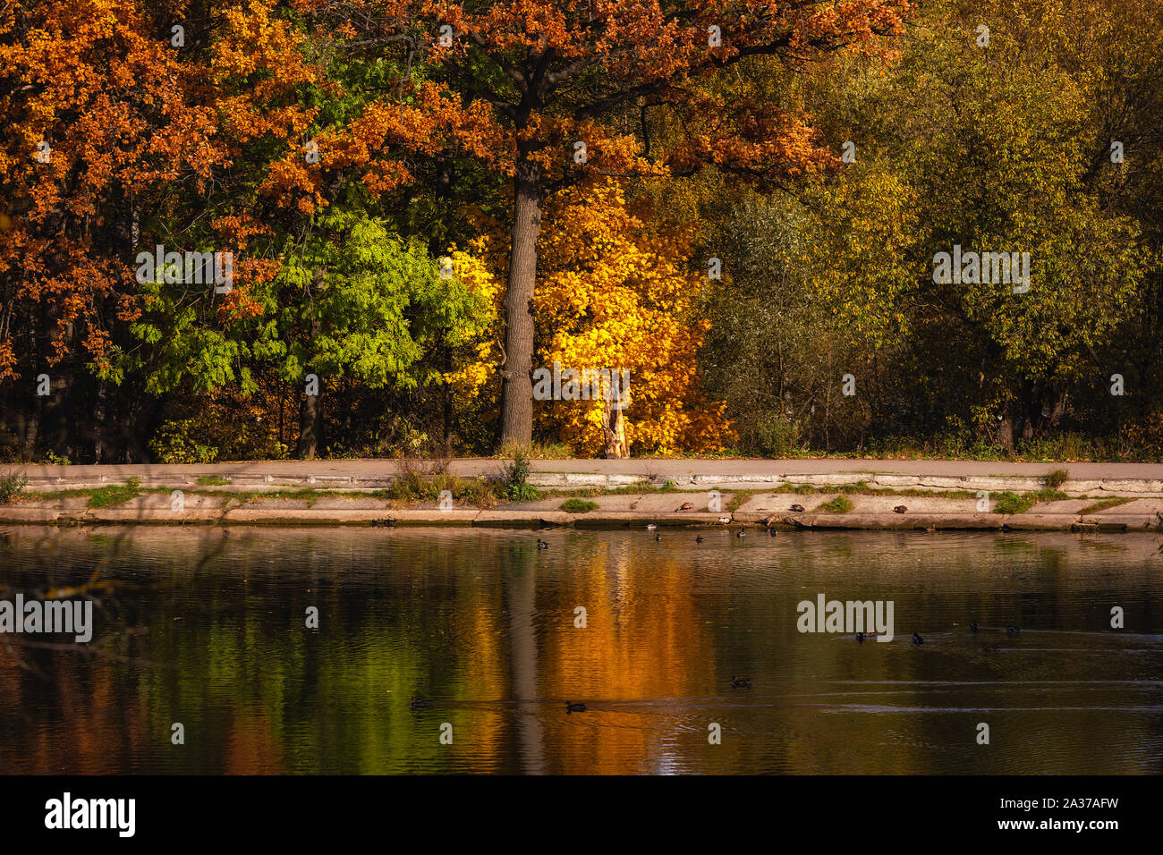 Laubwald im Herbst auf die Wasseroberfläche im Teich spiegelnde lackiert Stockfoto