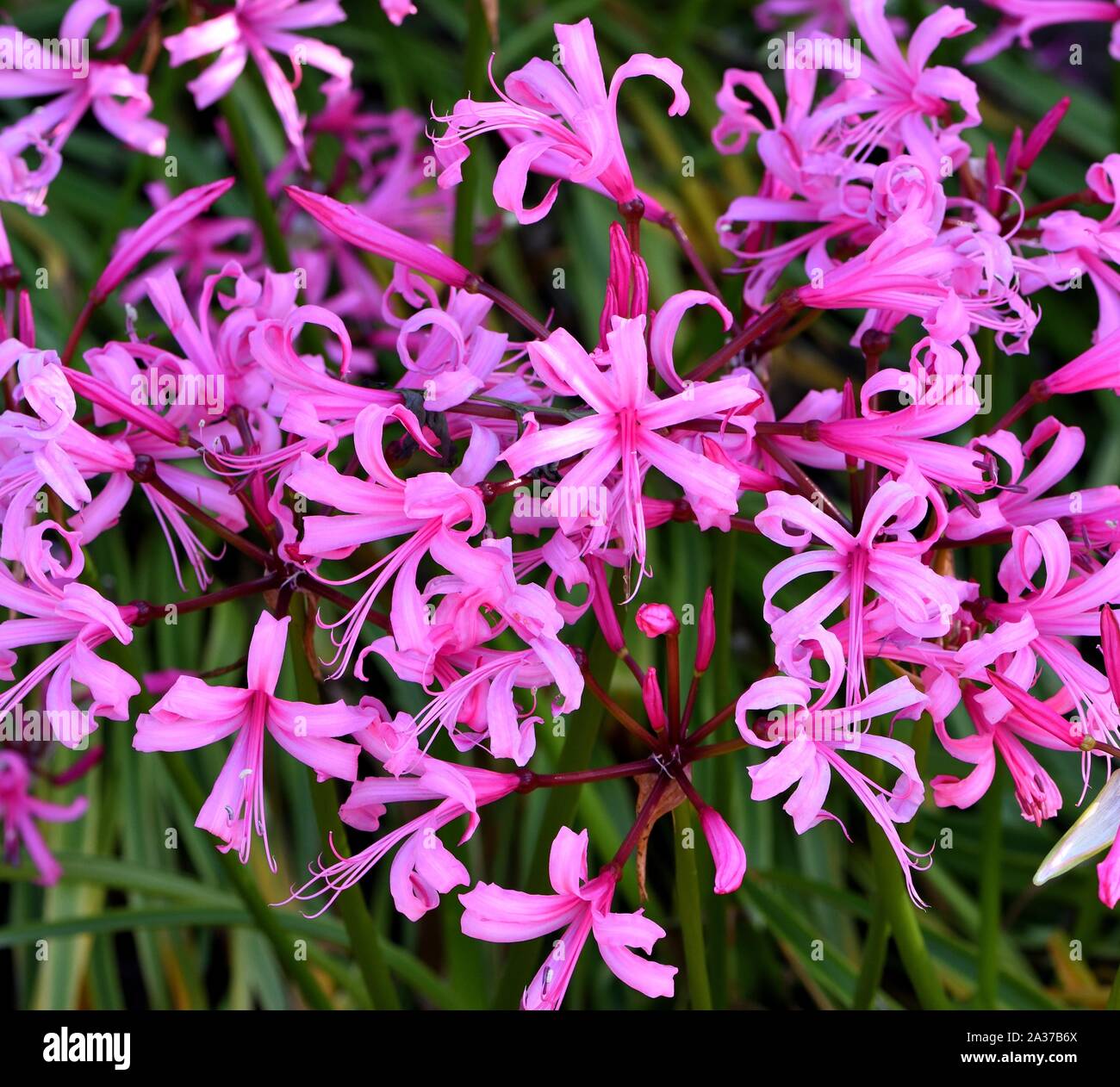 Die rosa Blüten der Bowden Lily. Stockfoto