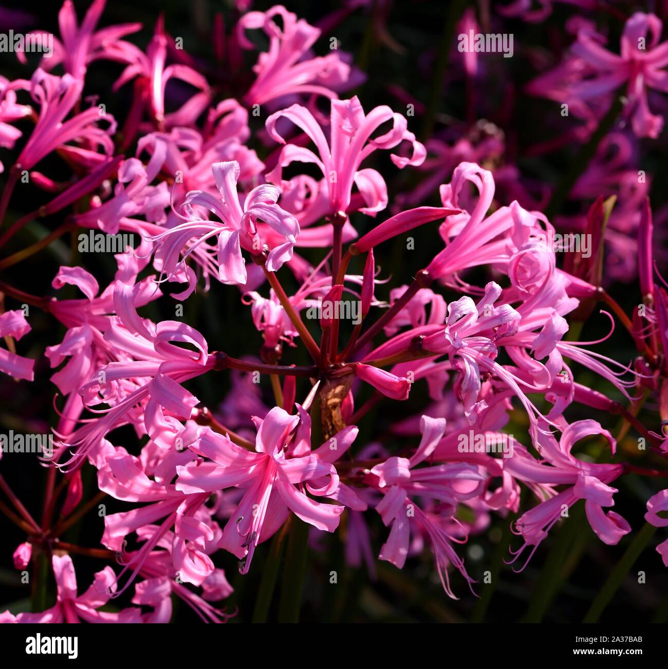 Die rosa Blüten der Bowden Lily. Stockfoto
