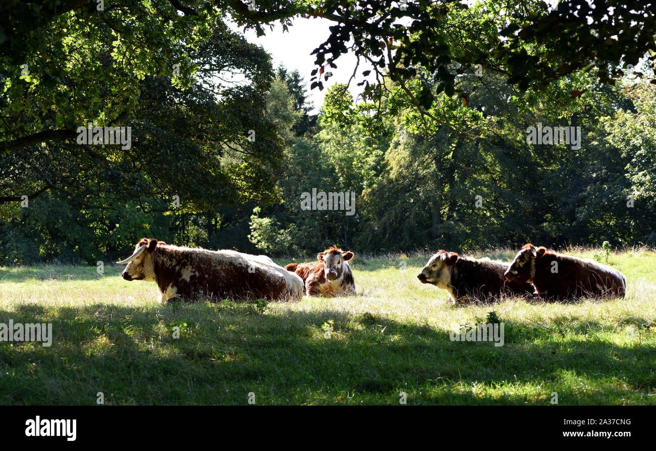 Kühe im Wald Schatten ausruhen. Stockfoto