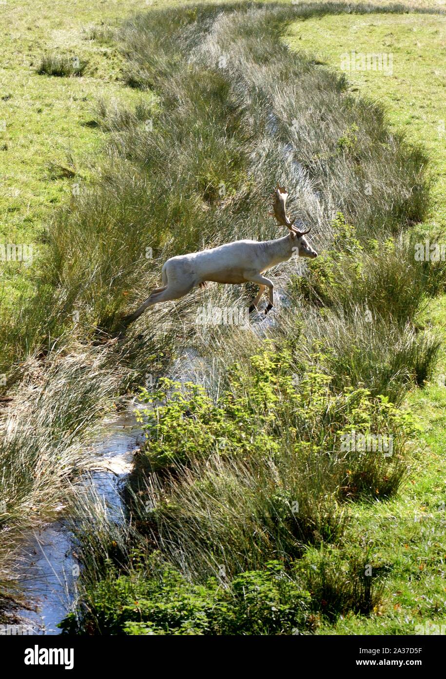 Weiße Damhirsche springen über Stream in das Feld ein. Stockfoto