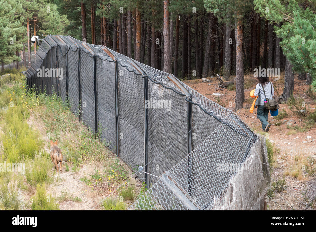 Eine weibliche Iberischen Wolf (Lupus Signatus) ist nach einem Hüter, die absteigend ist der Hügel auf der anderen Seite des Zauns. Iberischen Wolf Center, Sanabria Stockfoto