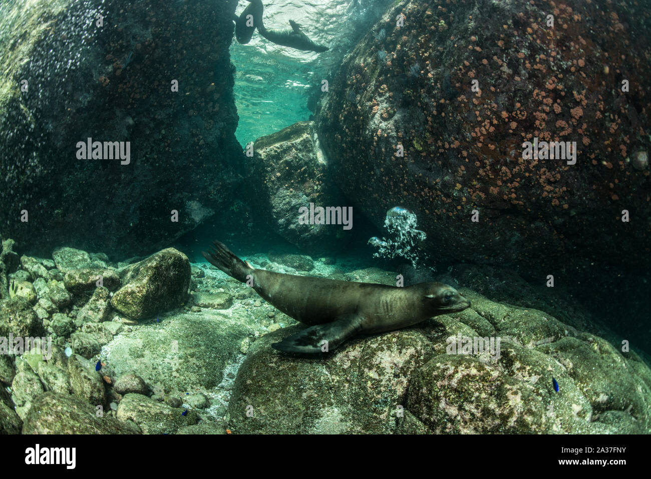 Sea of Cortez Stockfoto