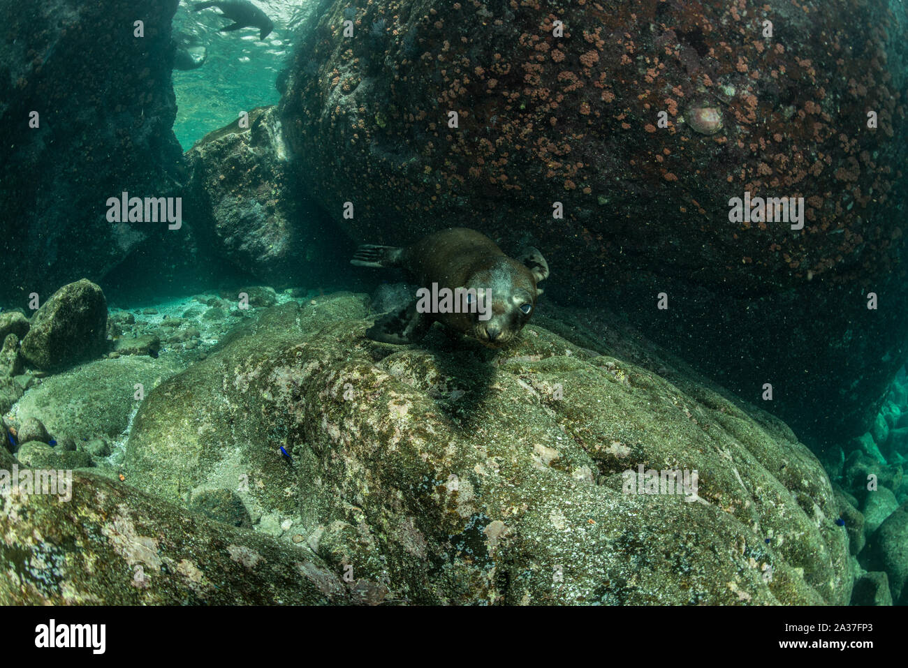 Sea of Cortez Stockfoto