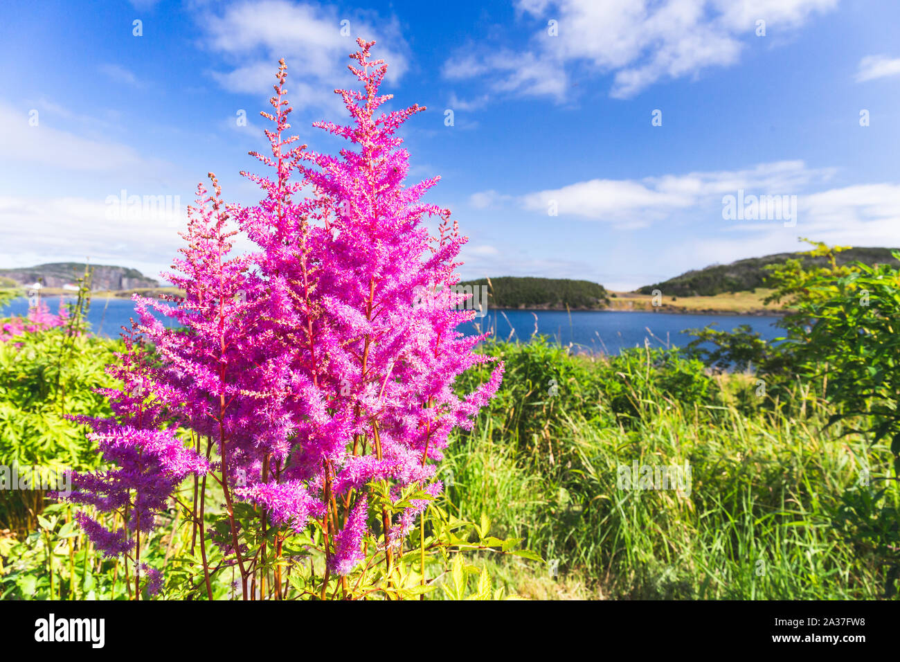 Lila und rosa Garten Lupine Wildblumen in Neufundland Stockfoto