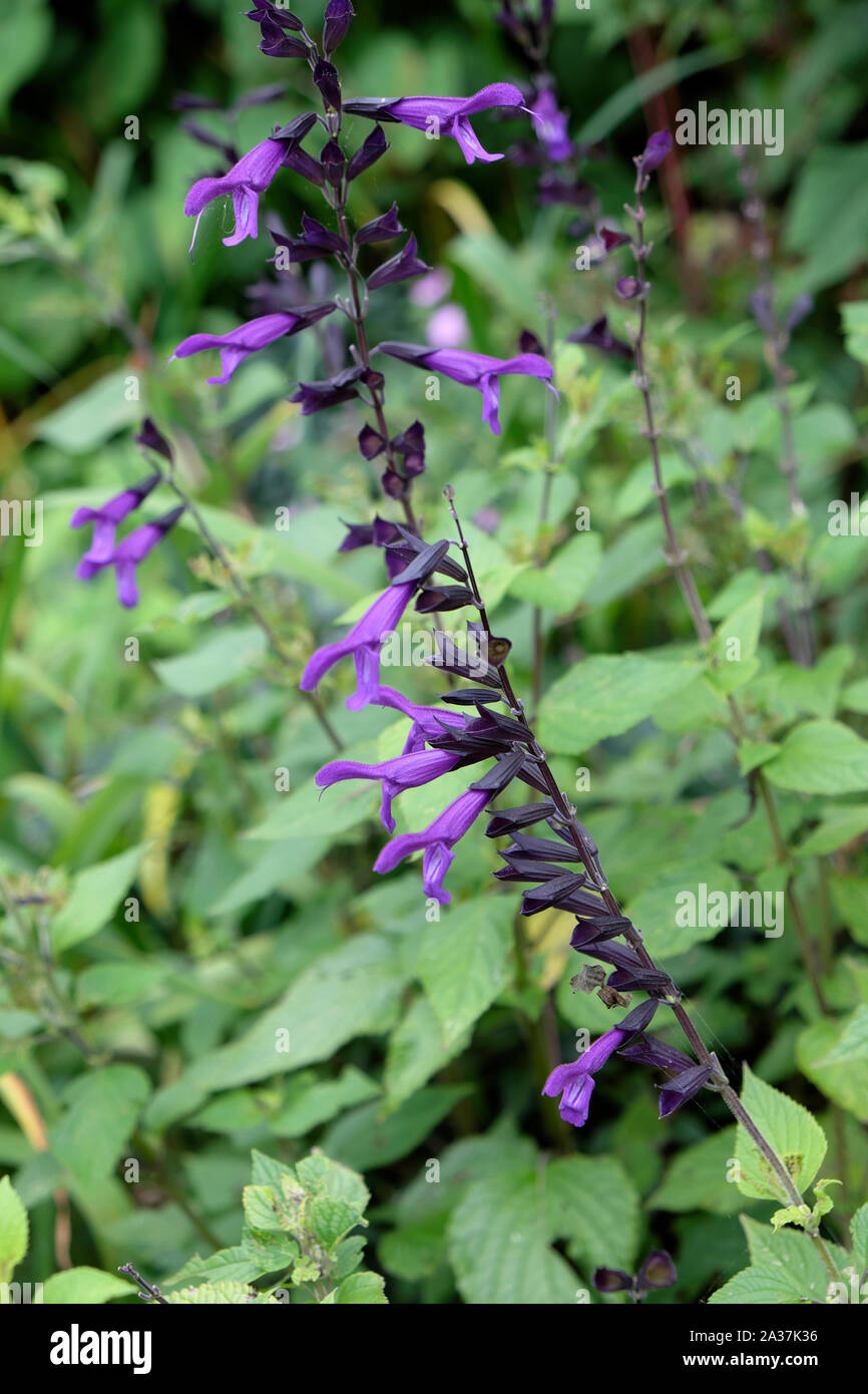 Blau Lila salvia Blumen in voller Blüte im August Garten an Rodmell in East Sussex England UK KATHY DEWITT Stockfoto