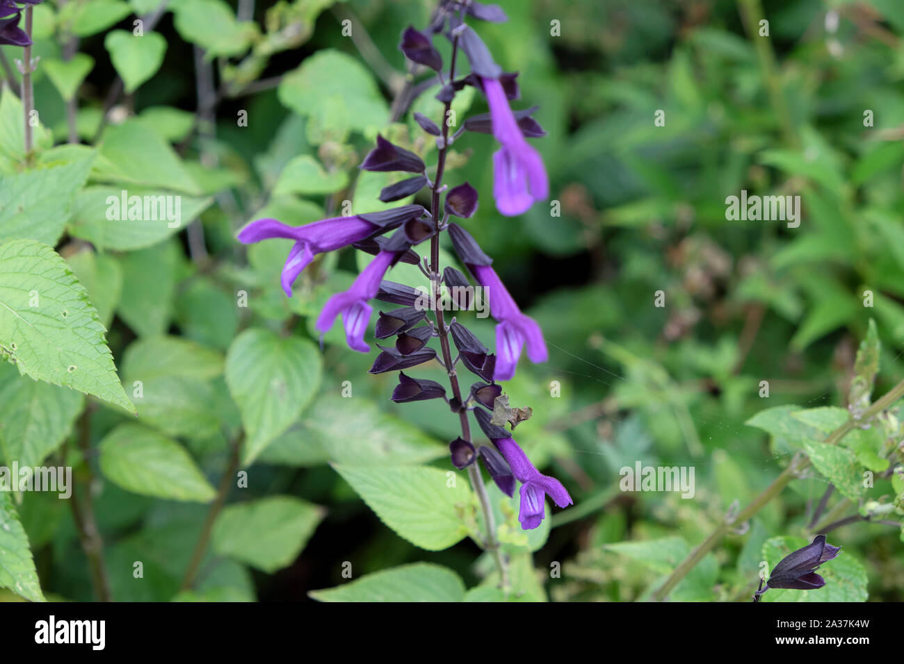 Blau Lila salvia Blumen in voller Blüte im August Garten an Rodmell in East Sussex England UK KATHY DEWITT Stockfoto