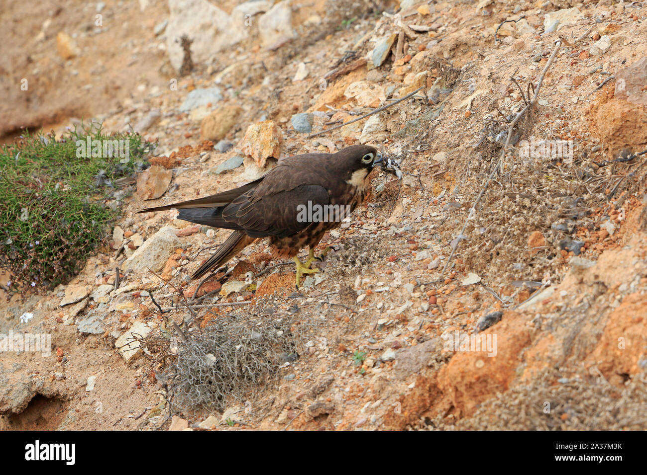 Eine weibliche Eleonorenfalken, die Beute zu ihren Küken in Sardinien Stockfoto