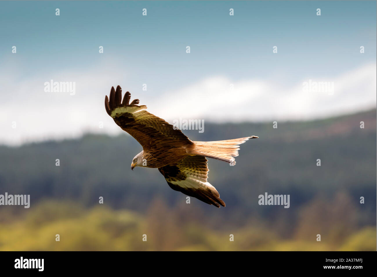 Eine gleitende Red Kite fotografiert in Dumfries und Galloway, Schottland. Stockfoto