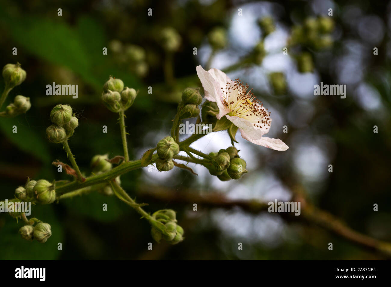 Blumen und Blüten sowie deren Knospen der Black (Rubus sp.) Stockfoto