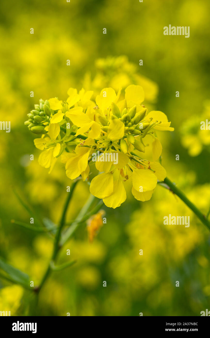 Raps (Brassica napus Subsp napus), Blumen Stockfoto