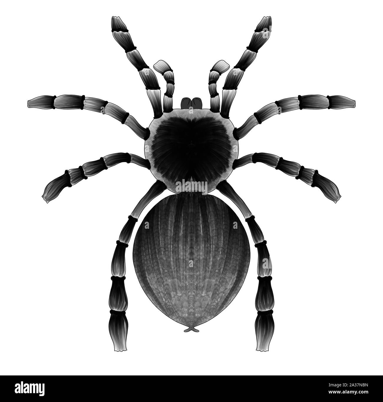 Abbildung: Schwarze Spinne auf einem weißen Hintergrund. Stockfoto
