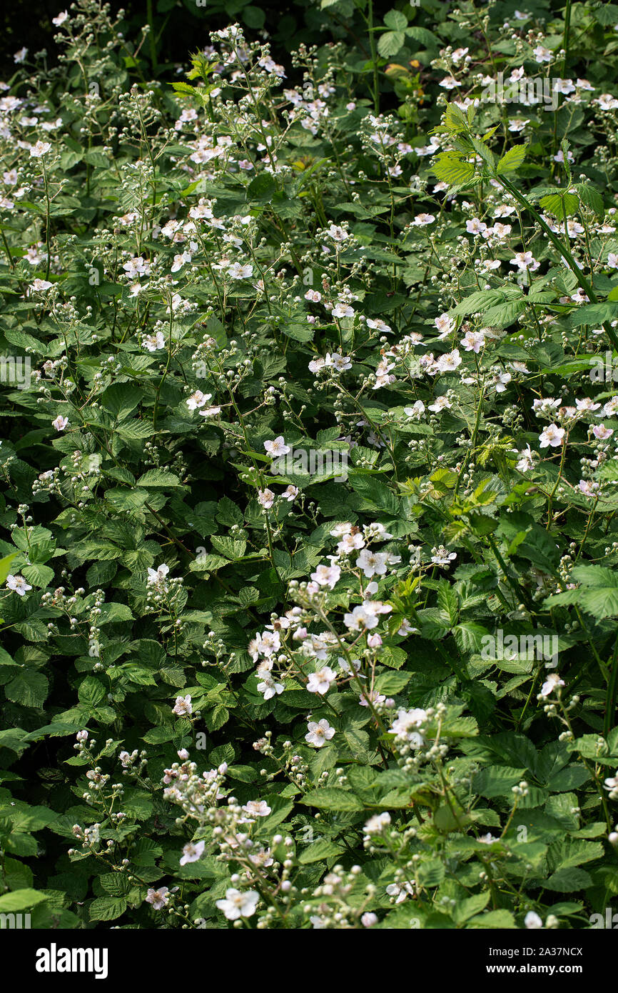 Blühende Black Strauch (Rubus sp.) Stockfoto