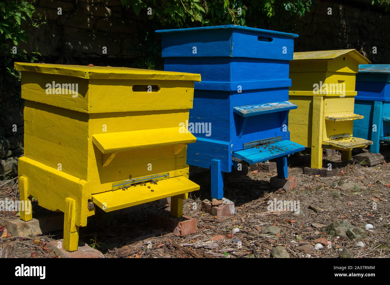 Bienenvölker in den Garten. Die Bienenzucht. Stockfoto