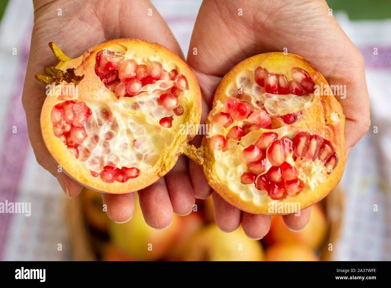 Weibliche Hände halten eine geöffnete Granatapfel. Frisches Obst aus Apulien, Italien Stockfoto