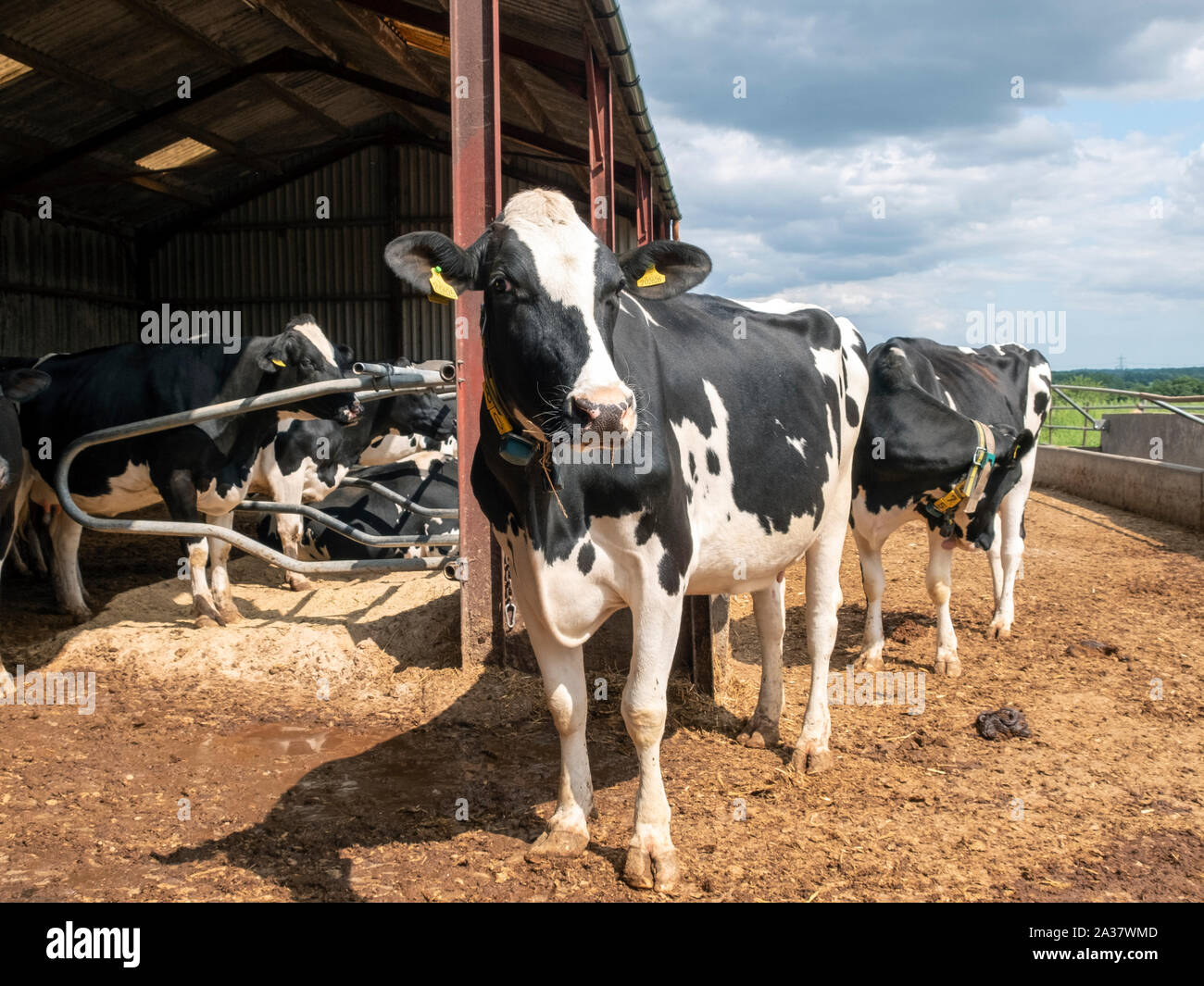 Die moderne Landwirtschaft, Molkerei Melker auf dem Weg zum Melken. Stockfoto