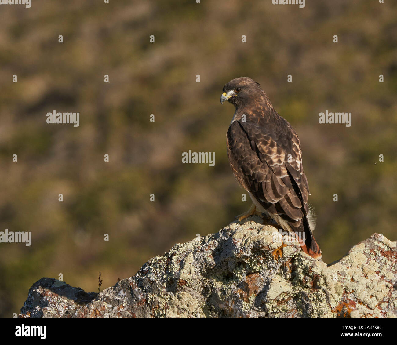 Red-tailed Hawk (Buteo Jamaicensis), Marin County in Kalifornien Stockfoto