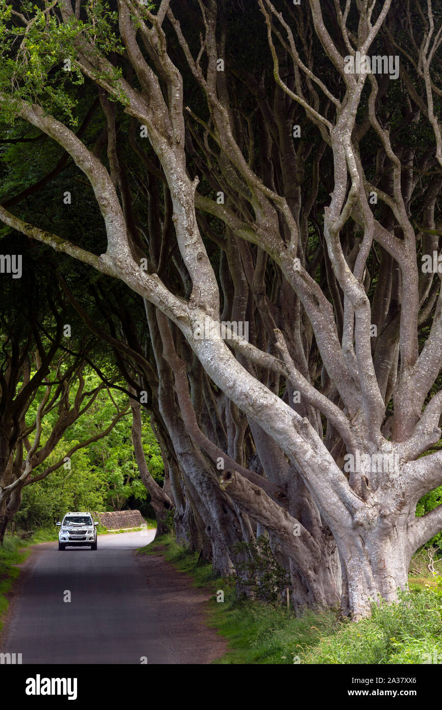 Die "dunklen Hecken" - eine Allee von alten Bäumen in der Grafschaft Antrim in Nordirland. Stockfoto