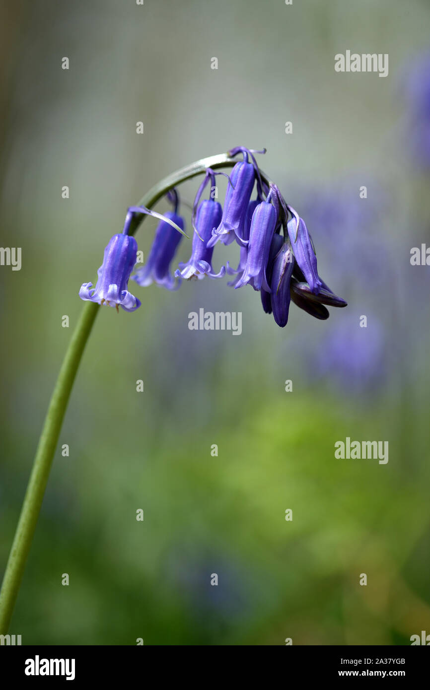 Single blütentrieb einer Hyacinthoide non-scripta - Englisch Bluebell - glockenblume Holz gesehen Stockfoto