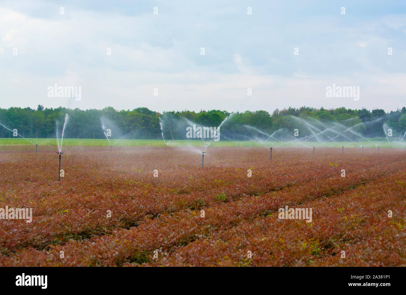 Feld Bewässerungsanlage Sprinkler mit Wasser Arbeiten am Bauernhof Feld Stockfoto