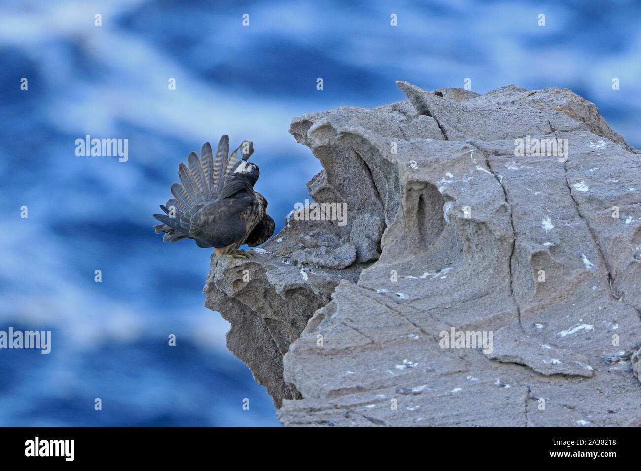 Weibliche Eleonorenfalken putzen auf den Felsen in Sardinien Stockfoto